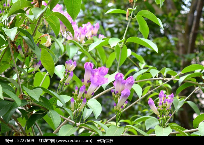 盛开的蒜香花