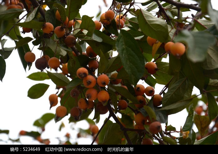 红动网提供树木枝叶精美高清图片下载,您当前访问图片主题是假果树,编号是5234649, 文件格式是JPG,拍摄设备是NIKON D7000,您下载的是一个压缩包文件,请解压后再使用看图软件打开,色彩模式是,图片像素是4928*3264像素,素材大小 是5.59 MB,如果您喜欢本作品,请使用上方的分享功能,分享给您的朋友,可以给他们的设计工作带来便利。