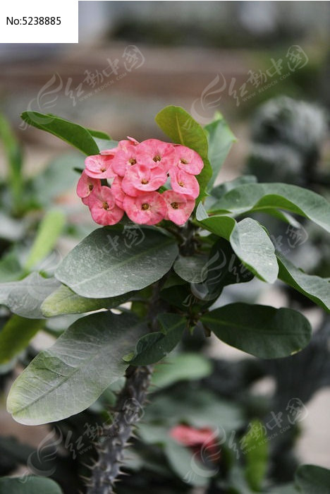 大花虎刺梅