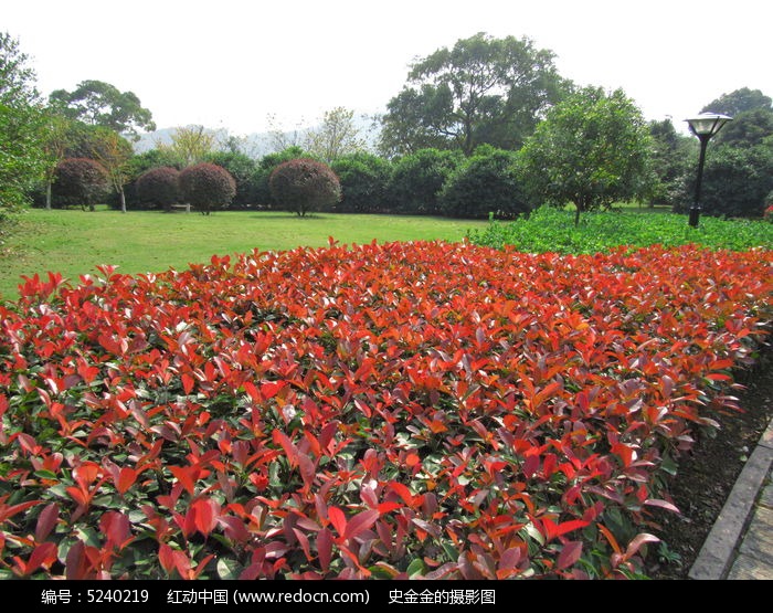 红叶冬青树