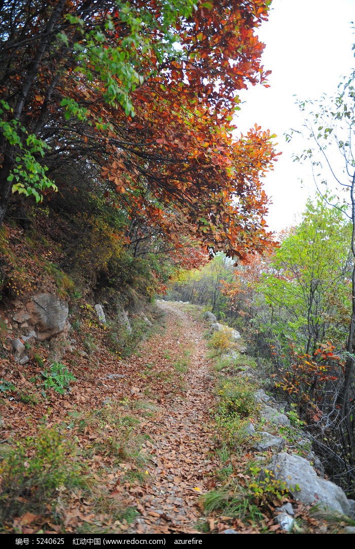 深山中的山路