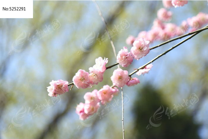 春天的桃花高清图片下载_红动中国