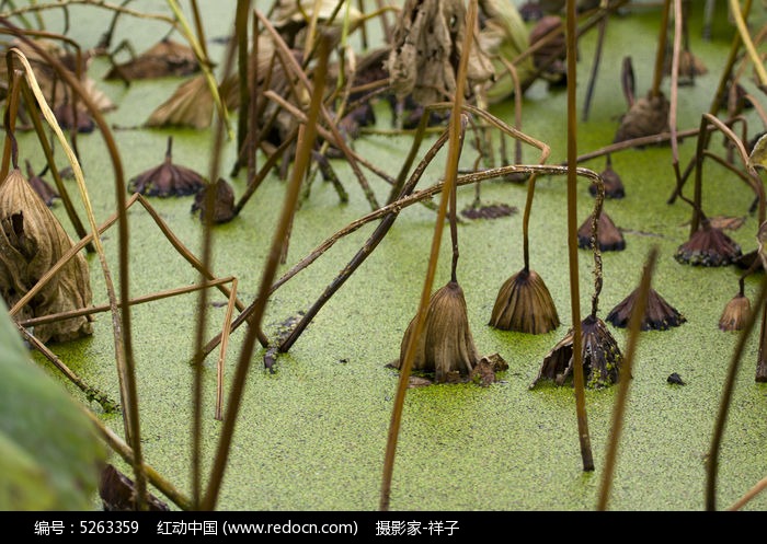 池塘的枯荷