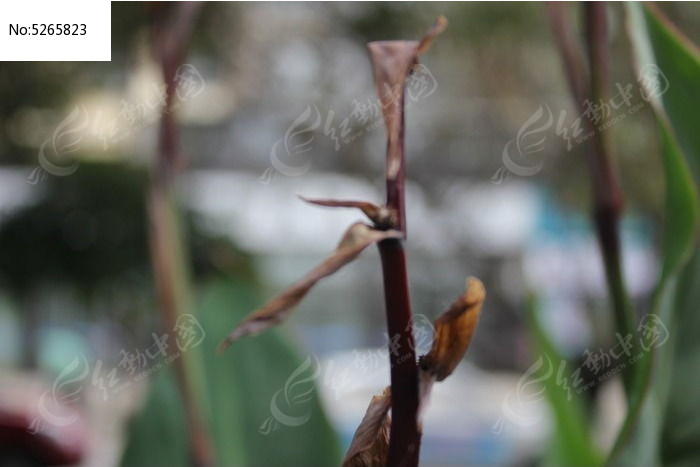 枯萎的花草图片