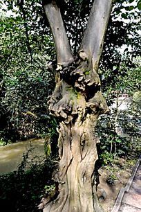 树瘤
