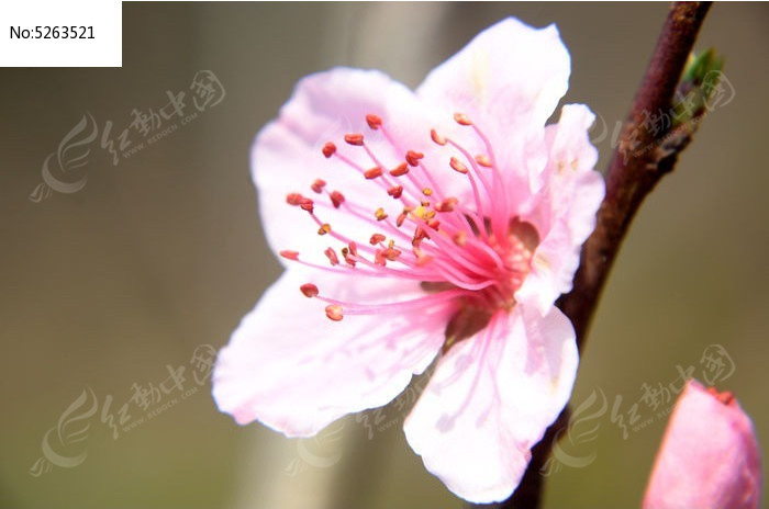 特写盛开的桃花