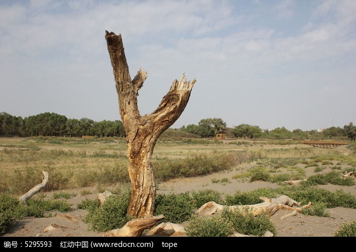干枯的树干图片