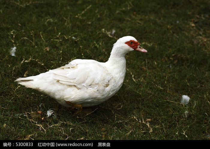 丛林中的白鸳鸯