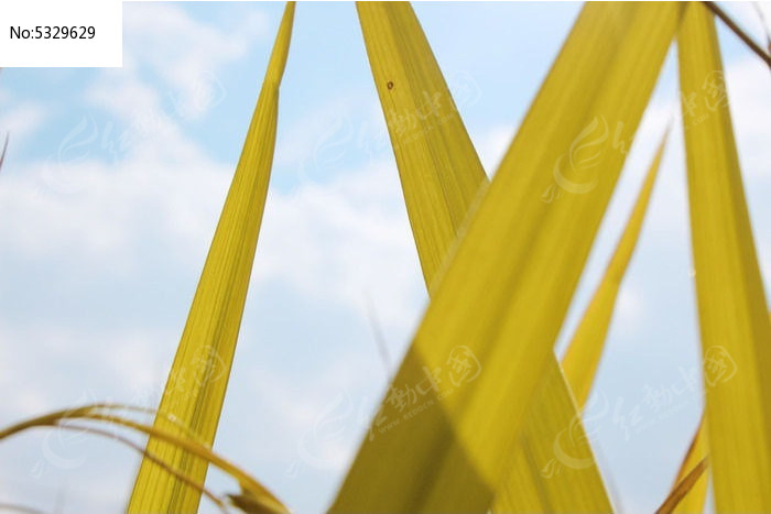 稻叶与天空图片,高清大图_田野田园素材