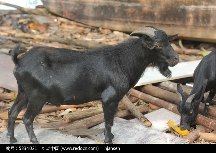 原创摄影图 动物植物 陆地动物 壮年黑山羊  请您分享: 素材描述:红动