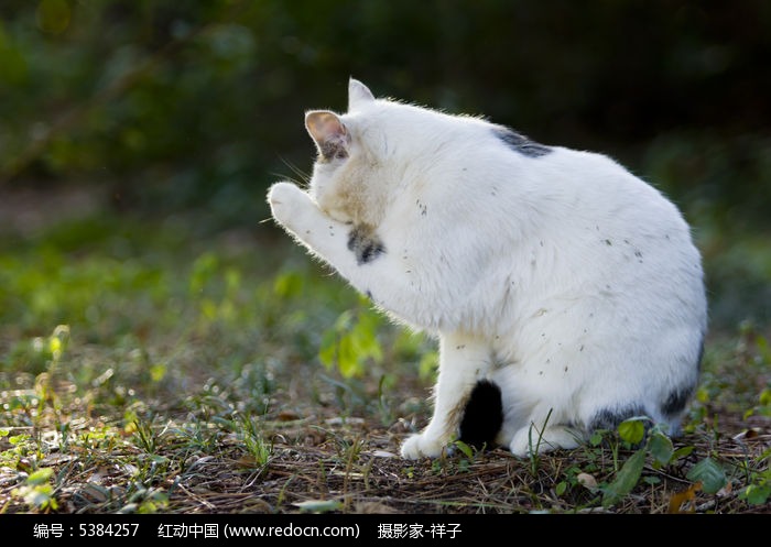 洗脸的猫