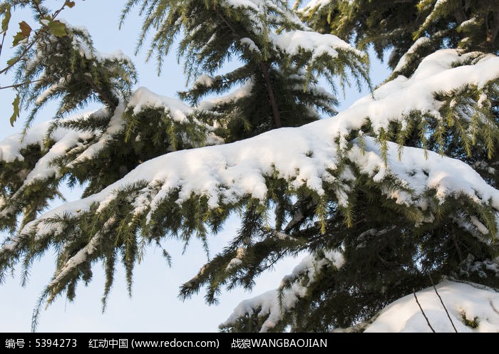 雪中压弯的松树枝