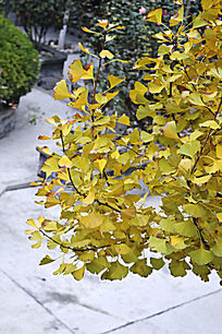 银杏树枝干图片,高清大图_树木枝叶素材