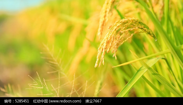 金秋水稻高清图片下载_红动中国