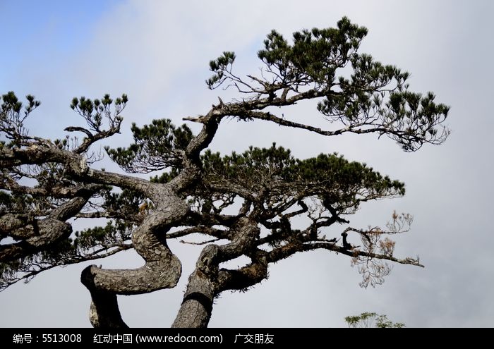 山顶上的古松树