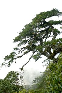 山上的松树