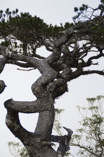 五指山景区的千年古松树