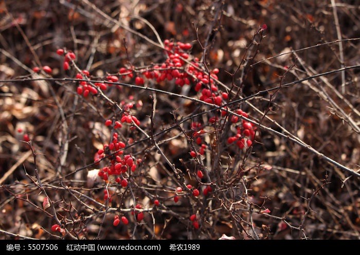 冬天里的红色植物图片_图片_红动手机版