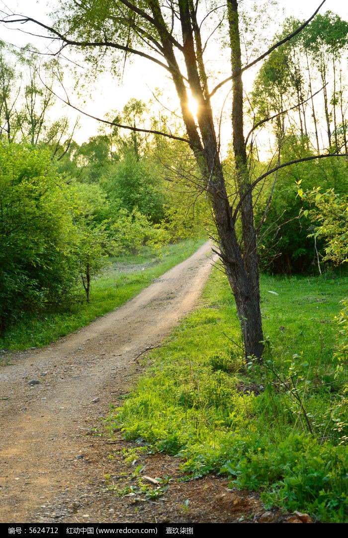 林间小路