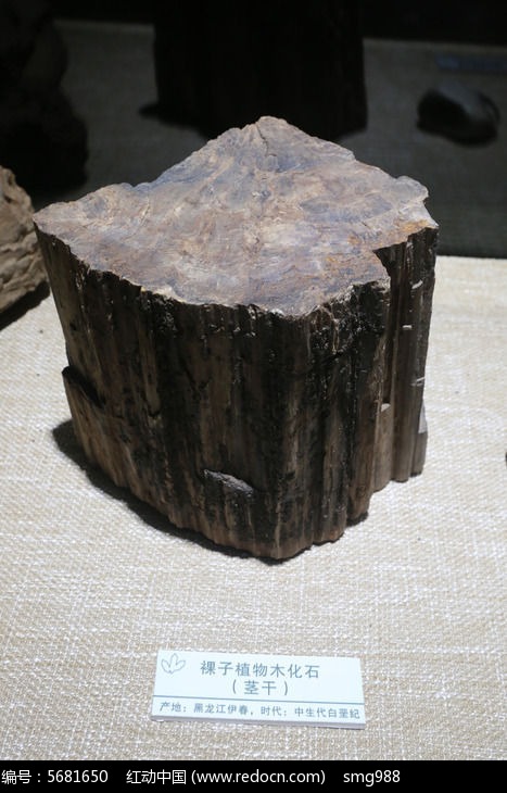 黑龙江裸子植物木化石