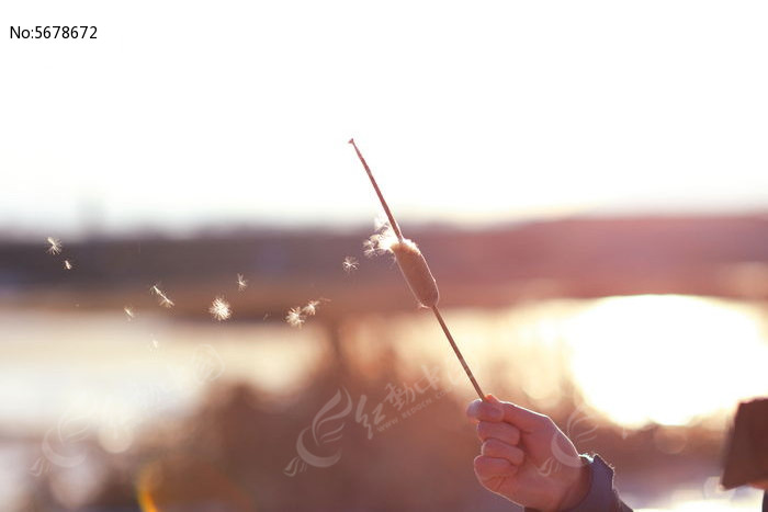 芦苇飘絮图片,高清大图