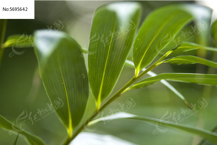 竹叶图片,高清大图_花卉花草素材