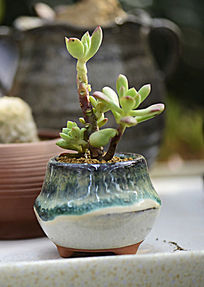 白盘复合栽多肉植物图片