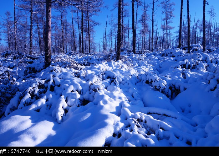 松林雪景