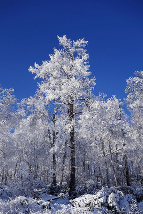 雪松