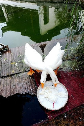 白鹅进食