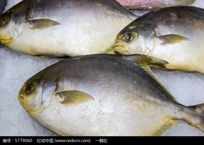 海鱼食材