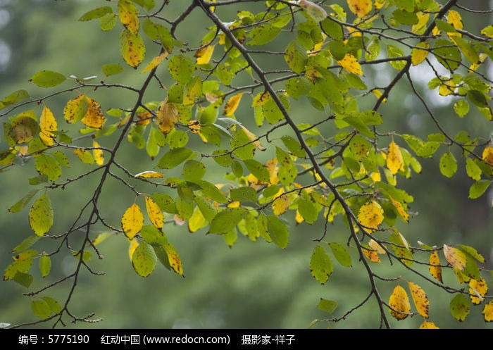 樱花树枝叶