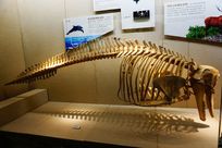 海豚骨骼化石