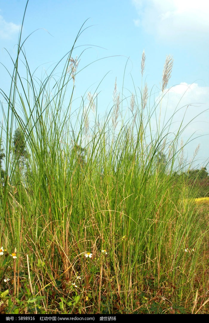 野外草地