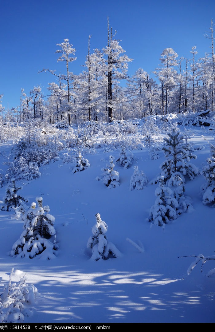 原创摄影图 自然风景 森林树林 林海雪原