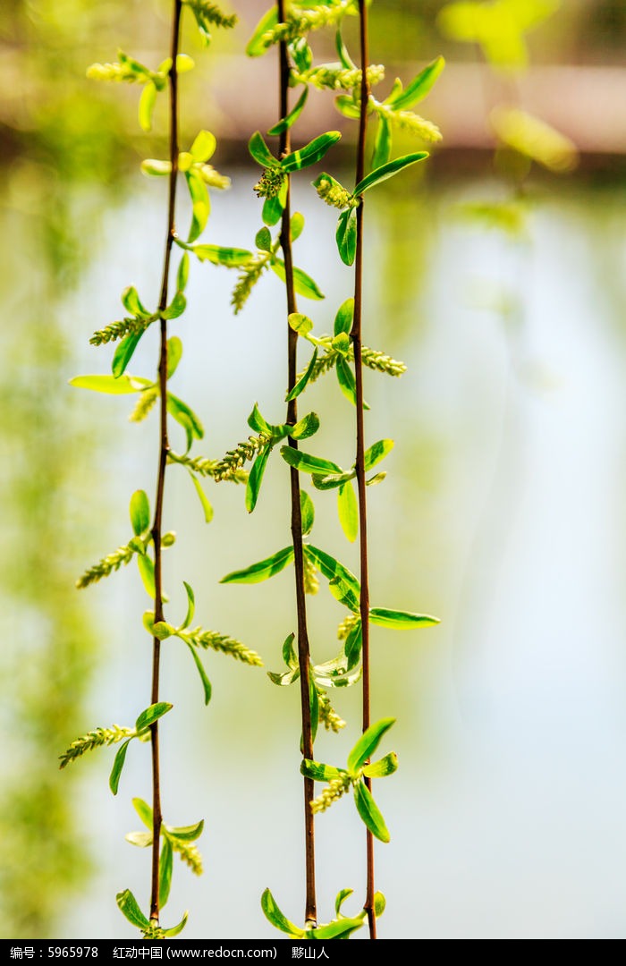 柳枝上的柳花