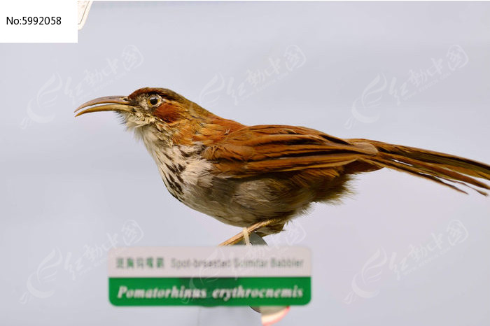 斑胸黄嘴鹛