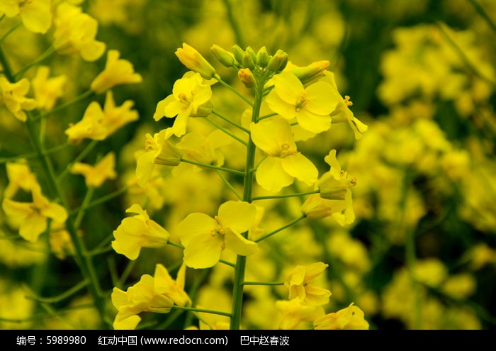 大朵油菜花图片