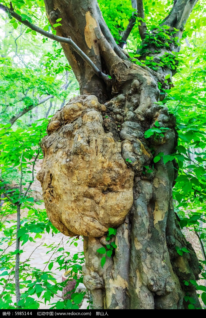 古靑檀树上生长出硕大的树瘤