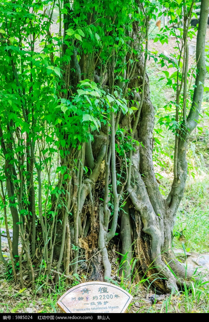 一级保护的树龄2200年的古靑檀树