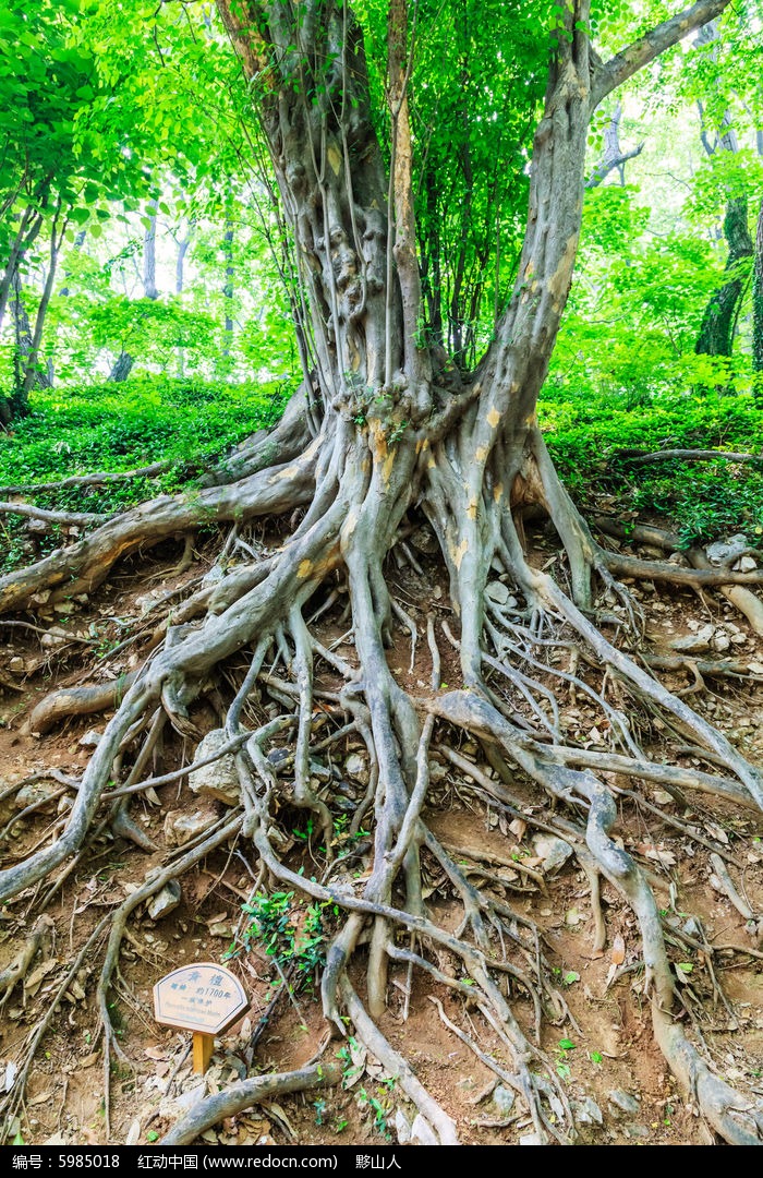 一级保护树龄1700年的靑檀树