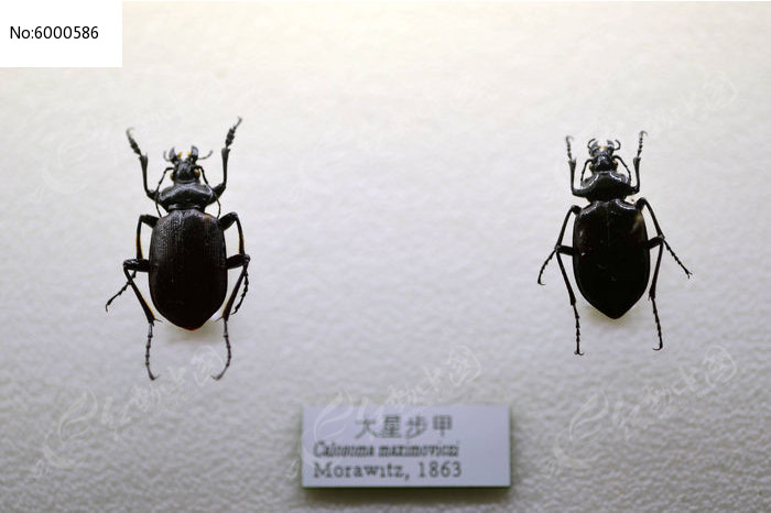 大星步甲