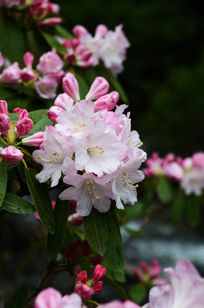 高原野生杜鹃花