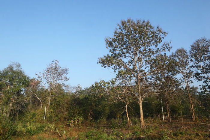 泰国乡村树林