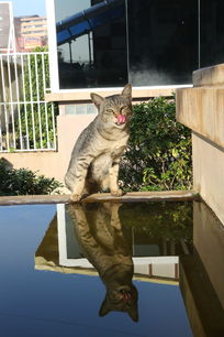 添鼻子的小花猫水中倒影