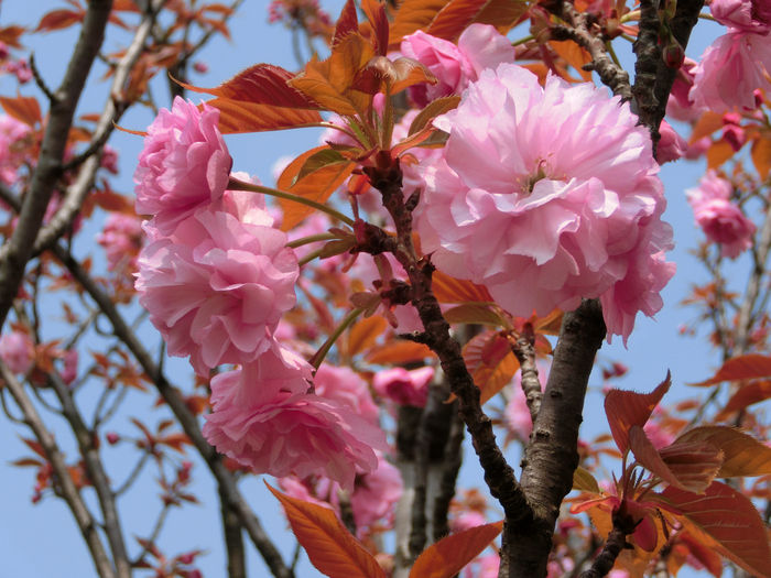 粉色多层樱花