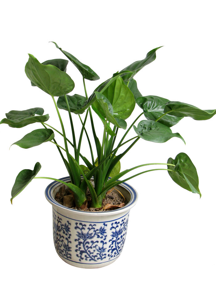 海芋属 植物 尖尾芋 台湾姑婆芋 老虎芋 卜芥 大麻芋 观音莲 假海芋