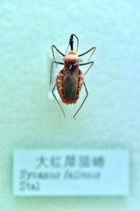 大红犀猎蝽