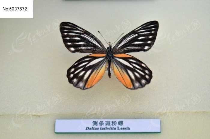 侧条斑粉蝶