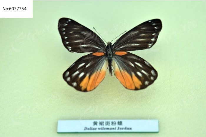 黄裙斑粉蝶